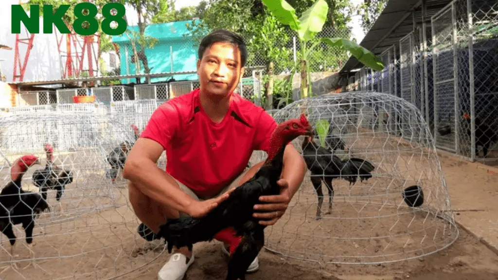 Lời khuyên của cao thủ chơi gà