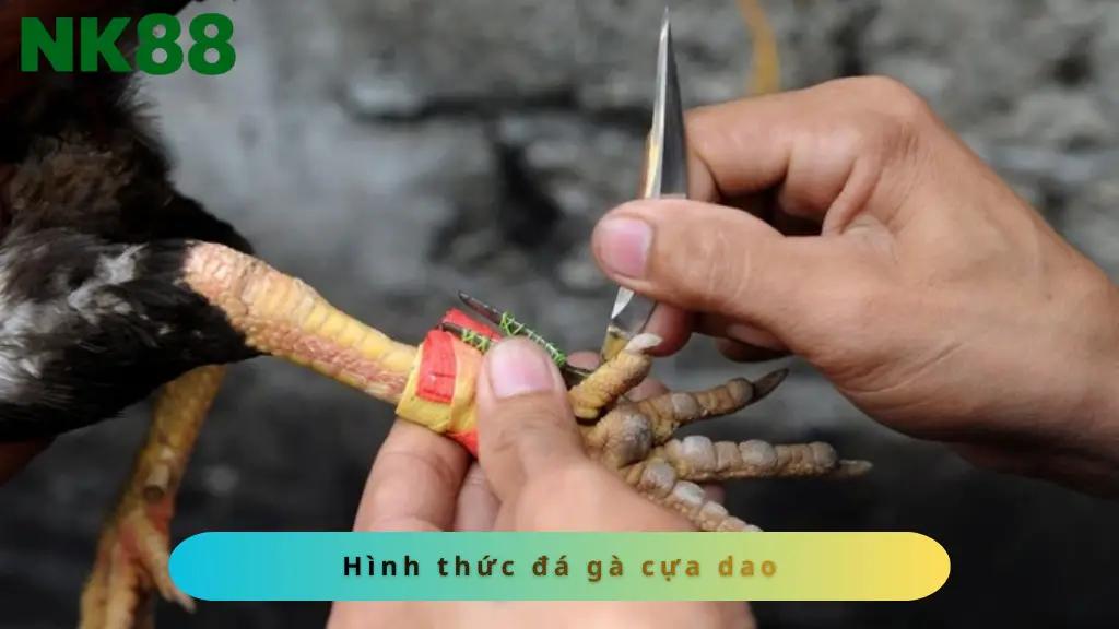 Hình thức đá gà cựa dao căng thẳng, khốc liệt nhất tại NK88